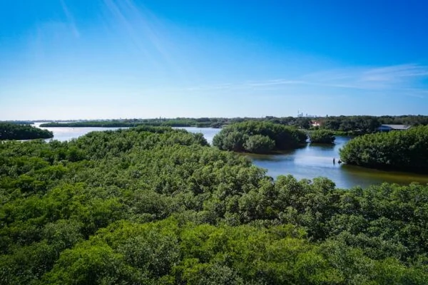 an aerial view of a river surrounded by trees
