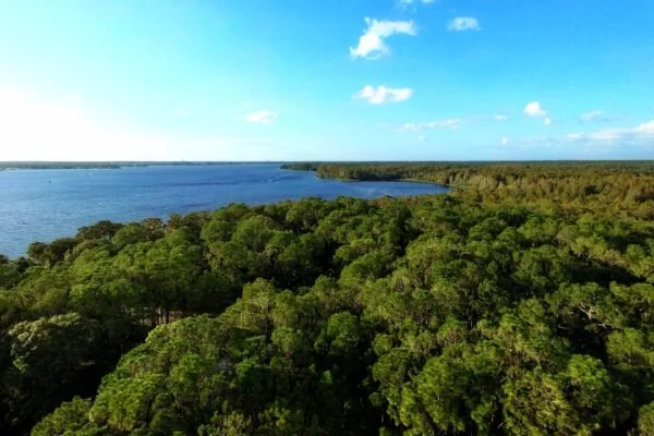 a large body of water surrounded by trees