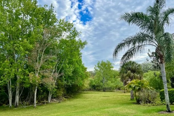 a lush green field surrounded by trees and bushes