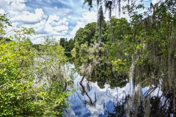 green-leafed trees near body of water